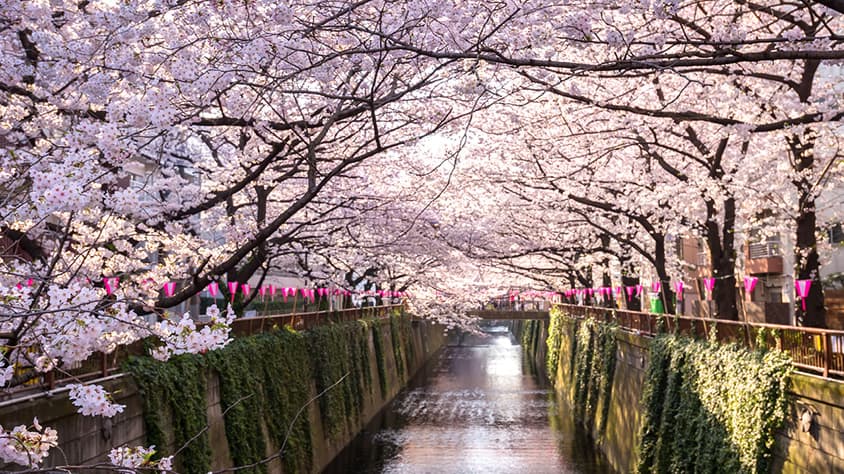 NUEVO JAPÓN ESPIRITUAL