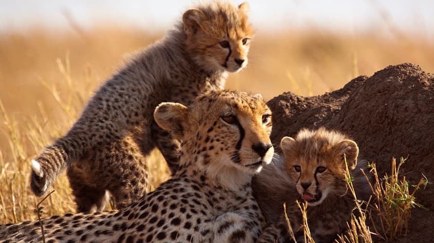 TANZANIA NGORONGORO