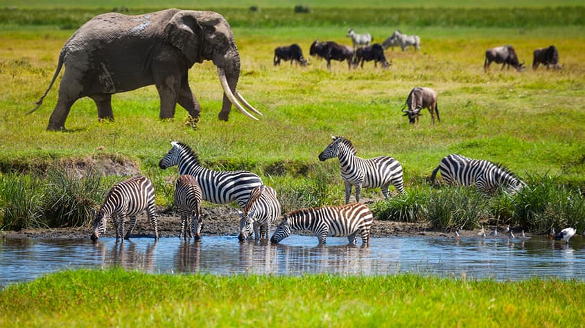 KENIA - SAFARI NYATI